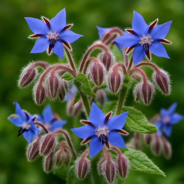 Borage Imported: A Versatile Herb with Health Benefits for Your Garden