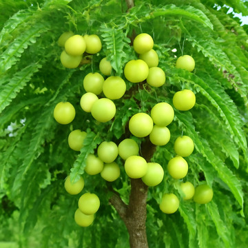 Amla (Indian Gooseberry): The Nutrient-Rich Superfruit for Your Garden