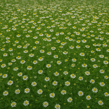 Chamomile German: The Calming Herb for Your Garden and Health