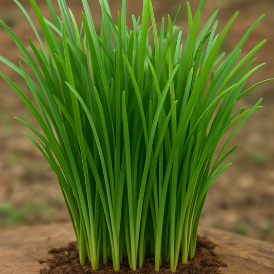 Garlic Chives: A Flavorful Herb for Your Garden and Kitchen