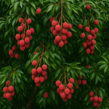 Litchi: The Sweet and Juicy Tropical Fruit for Your Garden