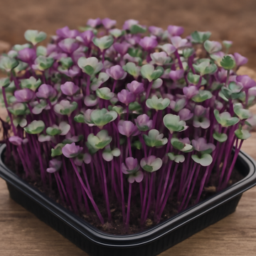 Red Cabbage Microgreen: A Nutrient-Rich Addition to Your Home Garden