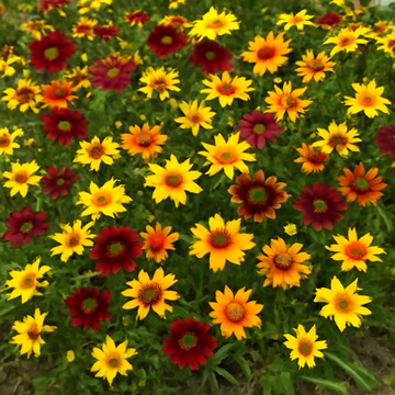 Coreopsis: A Vibrant and Hardy Flower for Your Garden