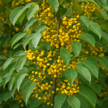 Celastrus Paniculatus: The Ayurvedic Climbing Vine for Your Garden