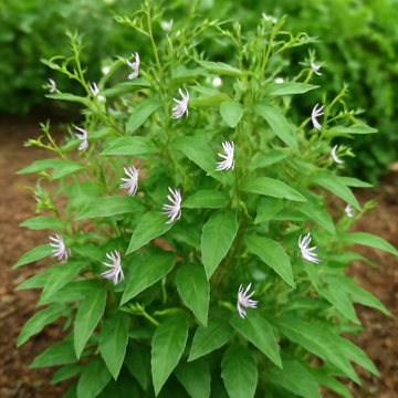How to Grow Andrographis Paniculata: A Complete Guide for Cultivating the "King of Bitters"