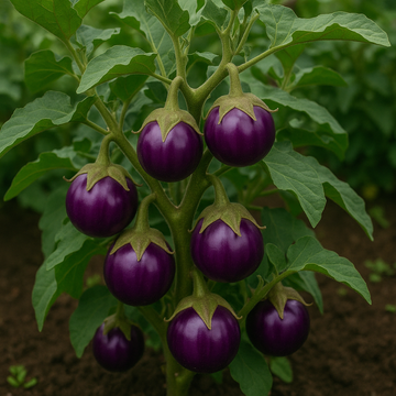 Premium F1 Hybrid Round Brinjal (Eggplant): High-Yield Variety for Productive Home and Commercial Farms