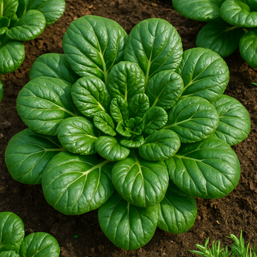 Tatsoi Green: The Nutritious, Easy-to-Grow Leafy Vegetable