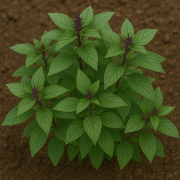 Cinnamon Basil: Aromatic, Flavorful, and Easy-to-Grow Herb