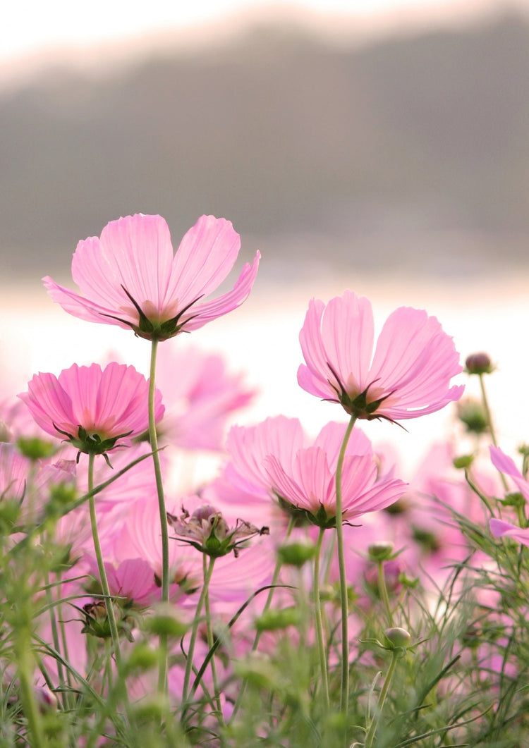 Flower Seeds