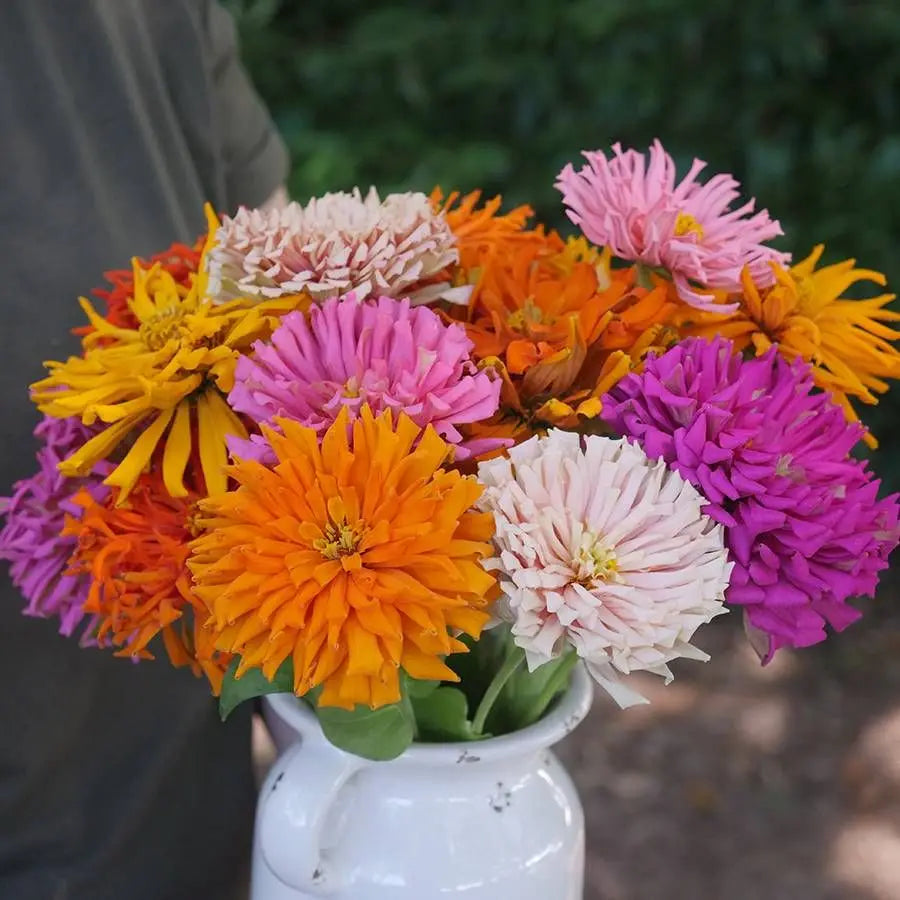 Zinnia Cactus Mixed Summer Flower Seeds