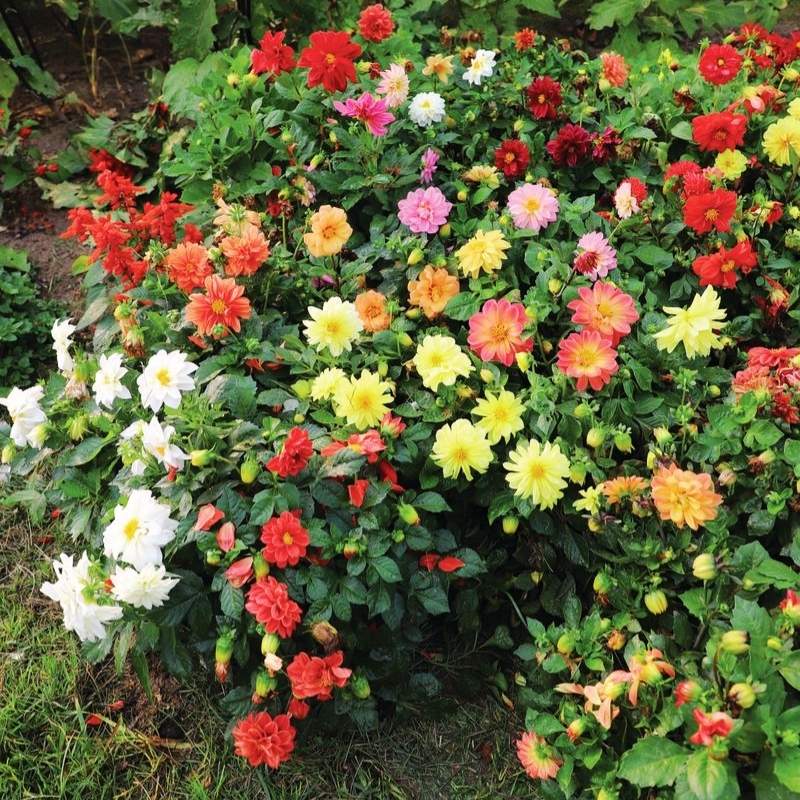 Dahlia Flagro Mixed Winter Flower Seeds
