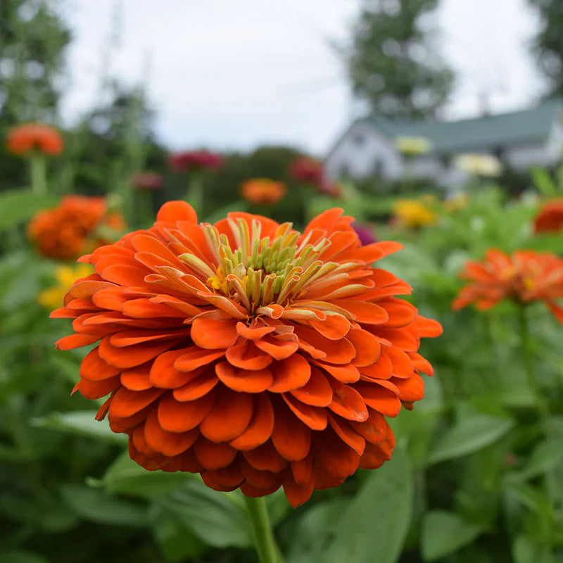 Zinnia F1 Elegans Orange Summer Flower Seeds