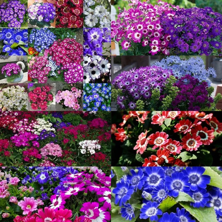 Cineraria Mixed Color Flower Seeds