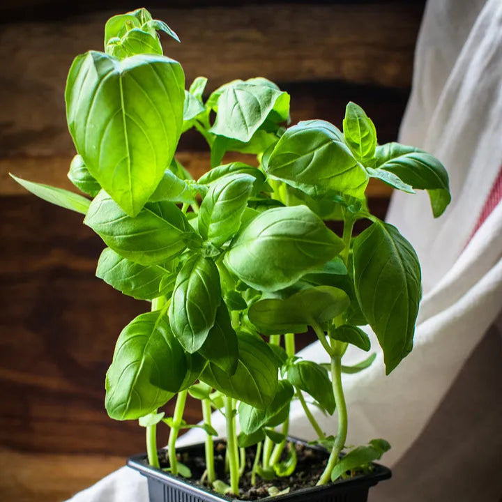 Basil Bon'Classic Herb Seeds