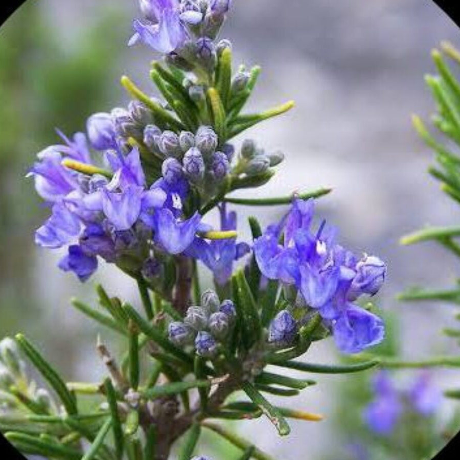Rosemary Imported Herb Seeds