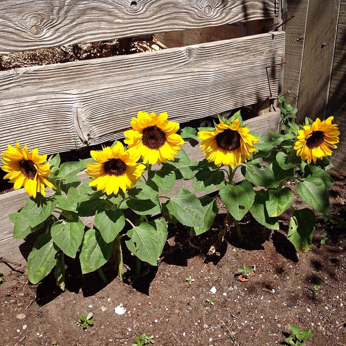 Sunflower Sunspot Summer Flower Seeds