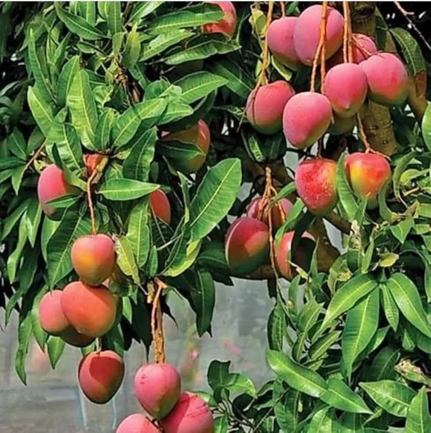 Organic Mango Fruit Seeds