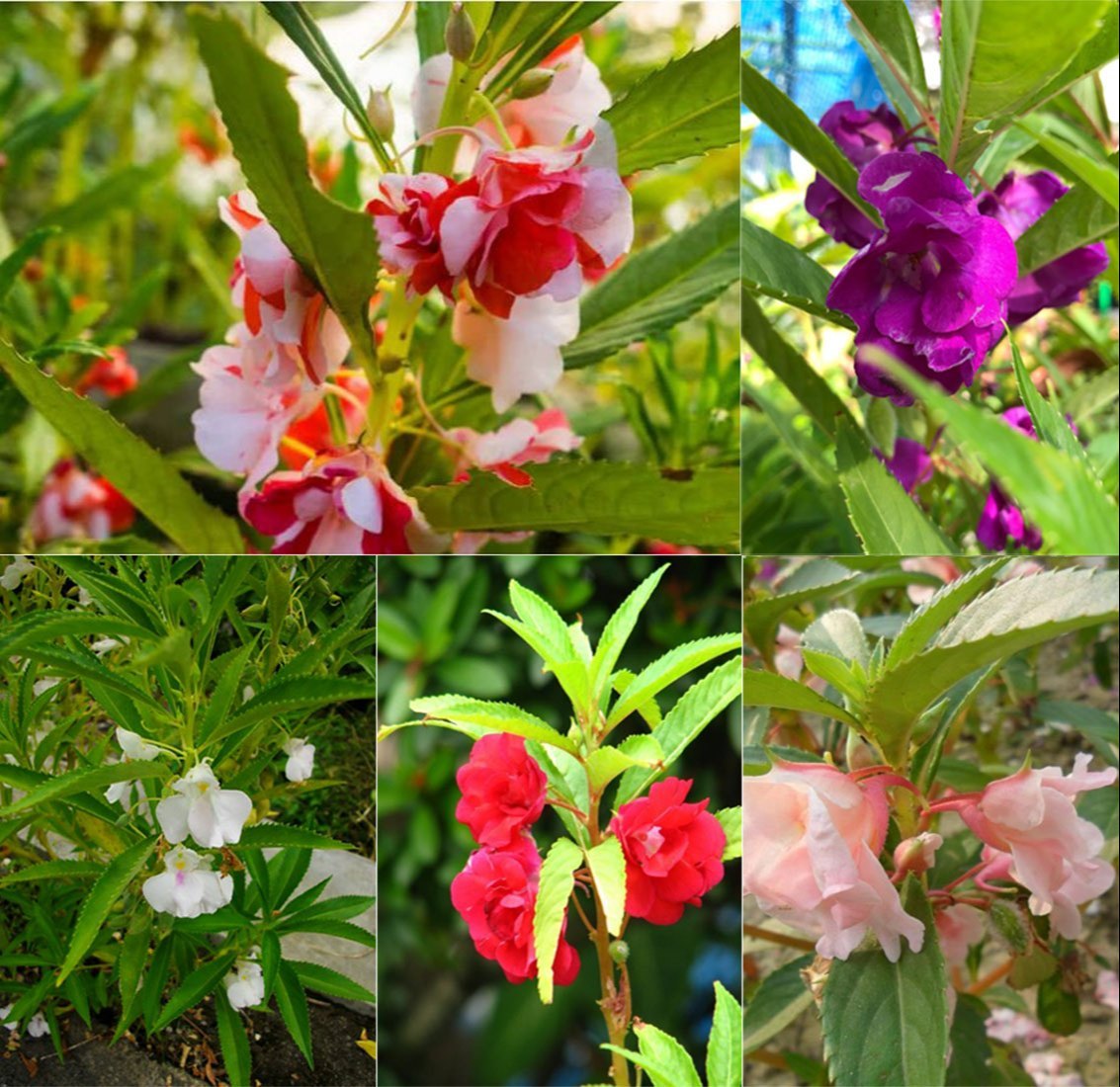 Balsam Double Mixed Flower Seeds