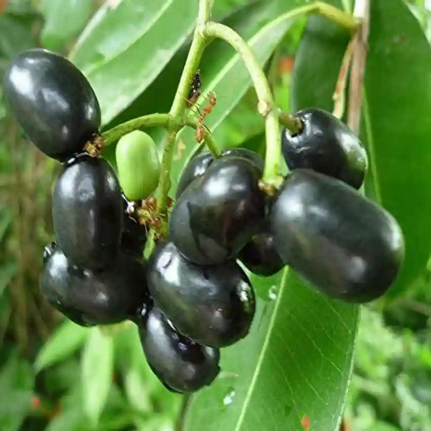 Jamun Herb Seeds