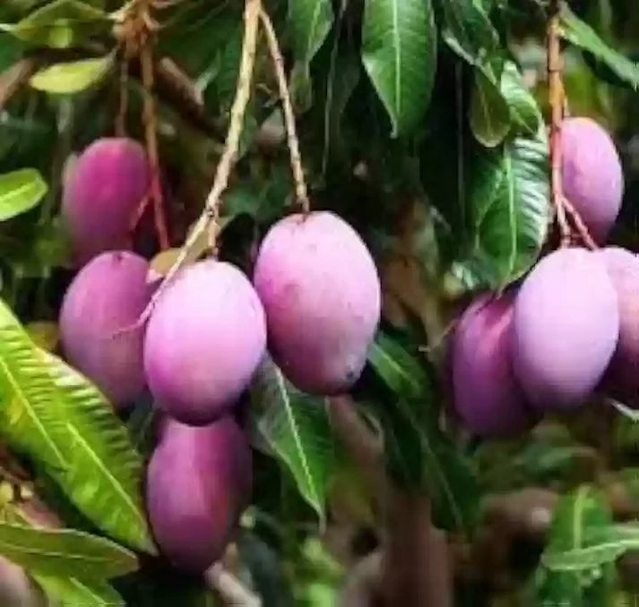 Organic Mango Fruit Seeds