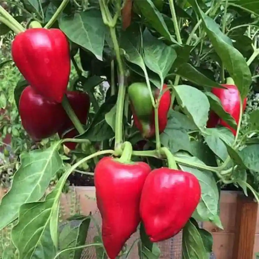 Chilli Pepper 'Sky BOR-10' Vegetable Seeds