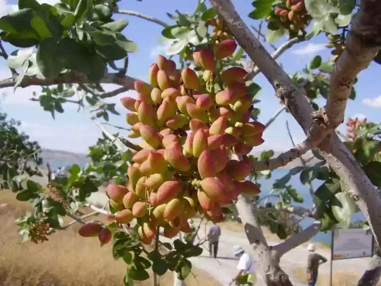 Premium Pistachio Seeds
