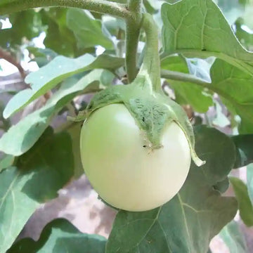 Brinjal-Eggplant F1 White Oblong Type Vegetable Seeds