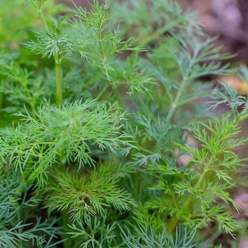 Aneth Imported Herb Seeds