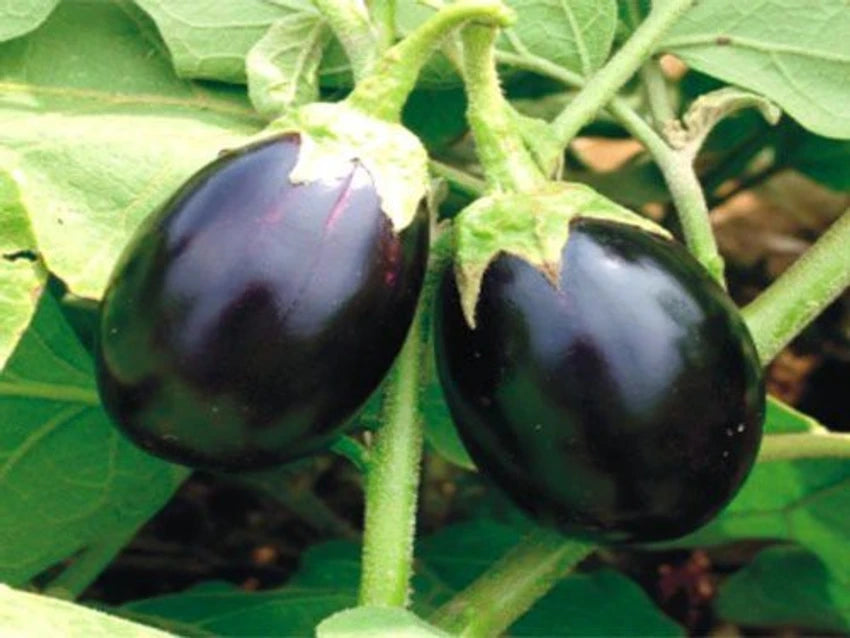 Brinjal-Eggplant F1 Sona Babu Chu Chu Type Premium Vegetable Seeds