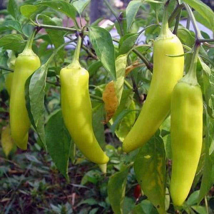 Chilli Pepper Sawia Fe Grande Vegetable Seeds