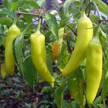 Chilli Pepper Sawia Fe Grande Vegetable Seeds