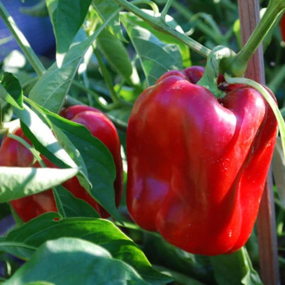 Chilli Pepper 'Sky BOR-10' Vegetable Seeds