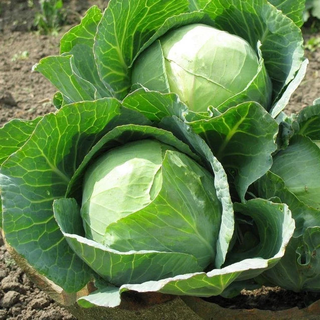 Cabbage F1 Hybrid Vegetable Seeds