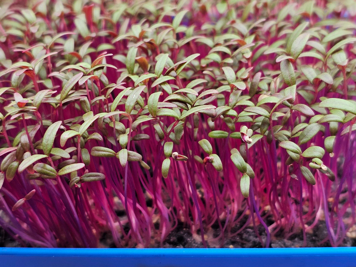 Amaranthus Red Leaf Microgreens Seeds (Choulai)