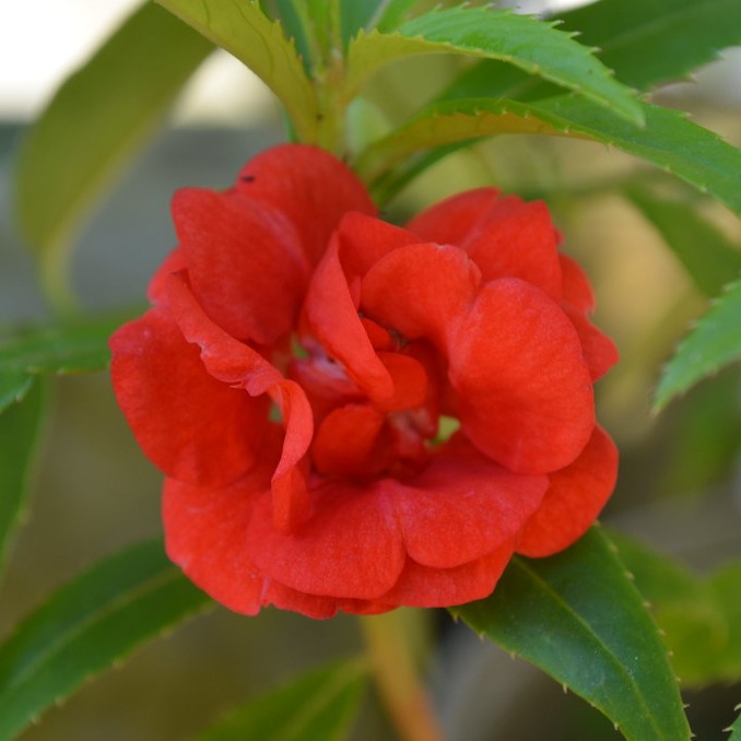 Balsam Red Flower Seeds