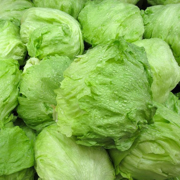 Fresh Iceberg Lettuce - Sanista Variety (Per Head)