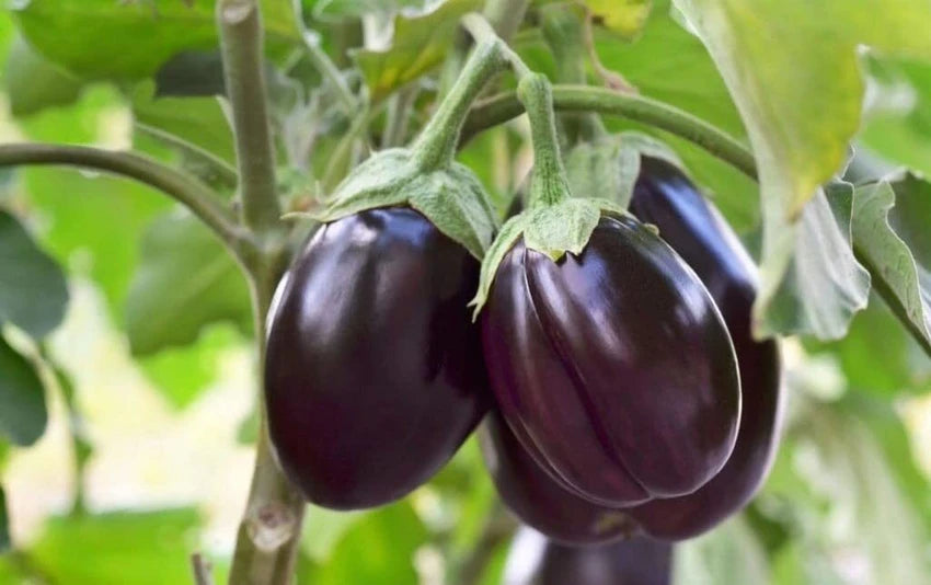 Brinjal-Eggplant F1 Sona Babu Chu Chu Type Premium Vegetable Seeds