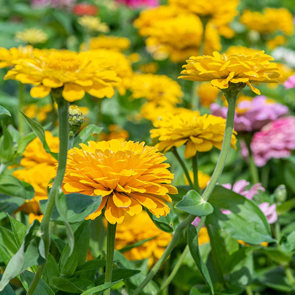 Zinnia F1 Elegans Yellow Summer Flower Seeds