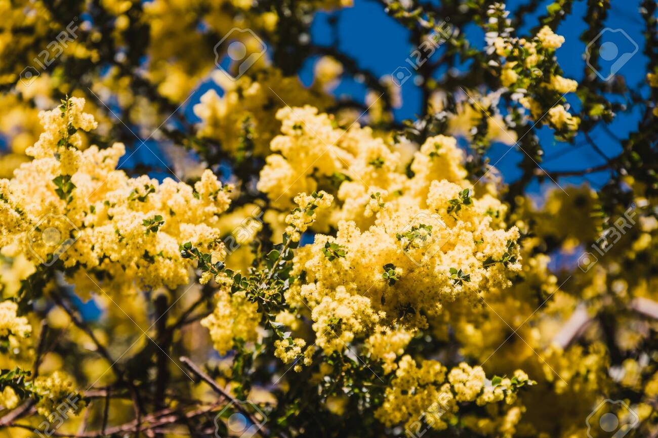 Acacia Decurrens Herb Seeds