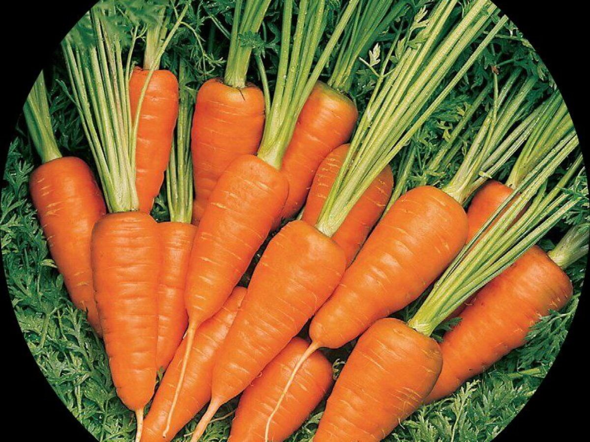 Carrot IMP Early Nantes Vegetable Seeds