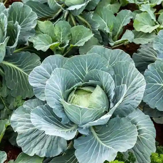 Cabbage F1 Hybrid Vegetable Seeds