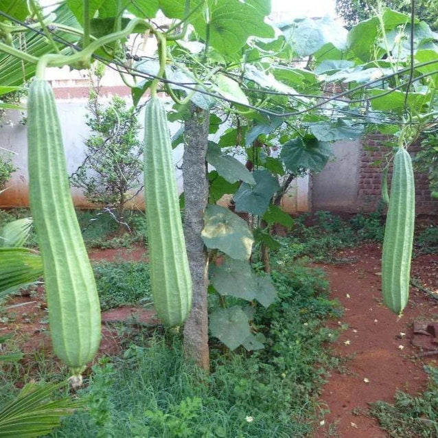 Ridge Gourd F1 Hybrid Dhari Tori Vegetable Seeds