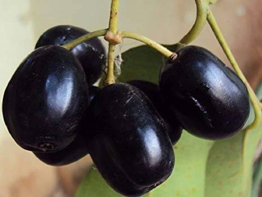Jamun Fruit Seeds