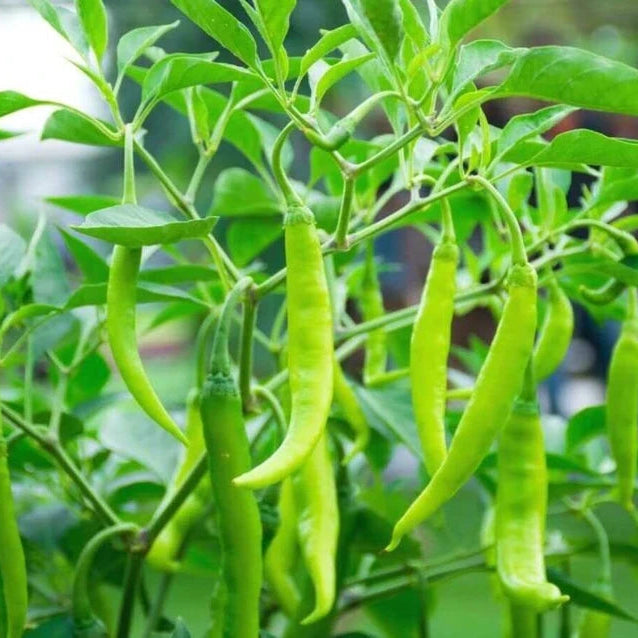 Chilli Crypton 10 F1 Vegetable Seeds