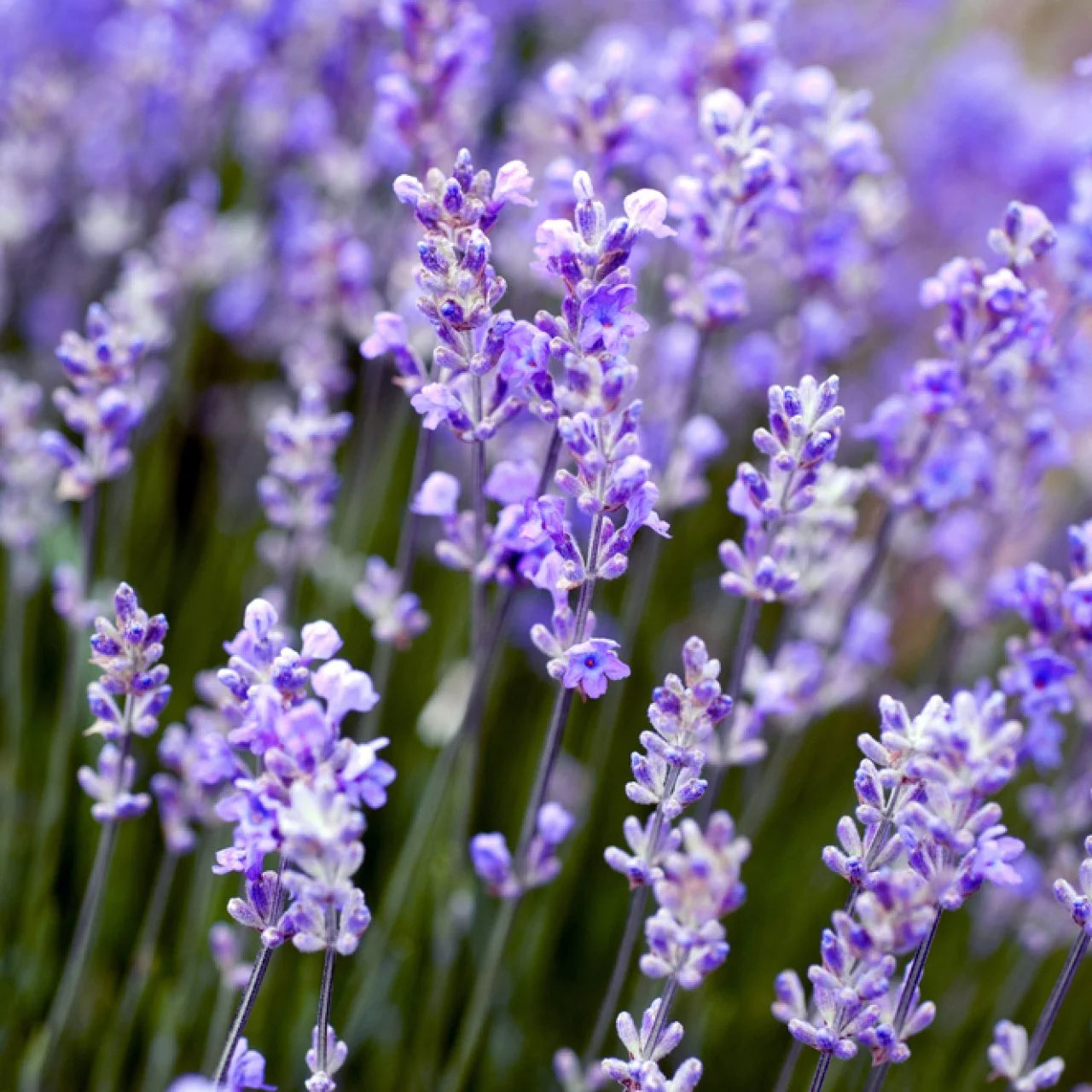Lavender Flower Seeds