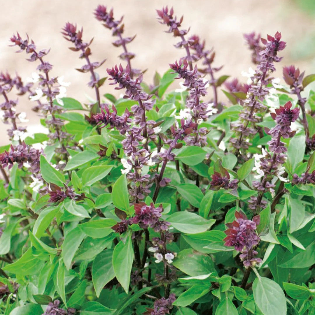 Thai Basil Herb Seeds