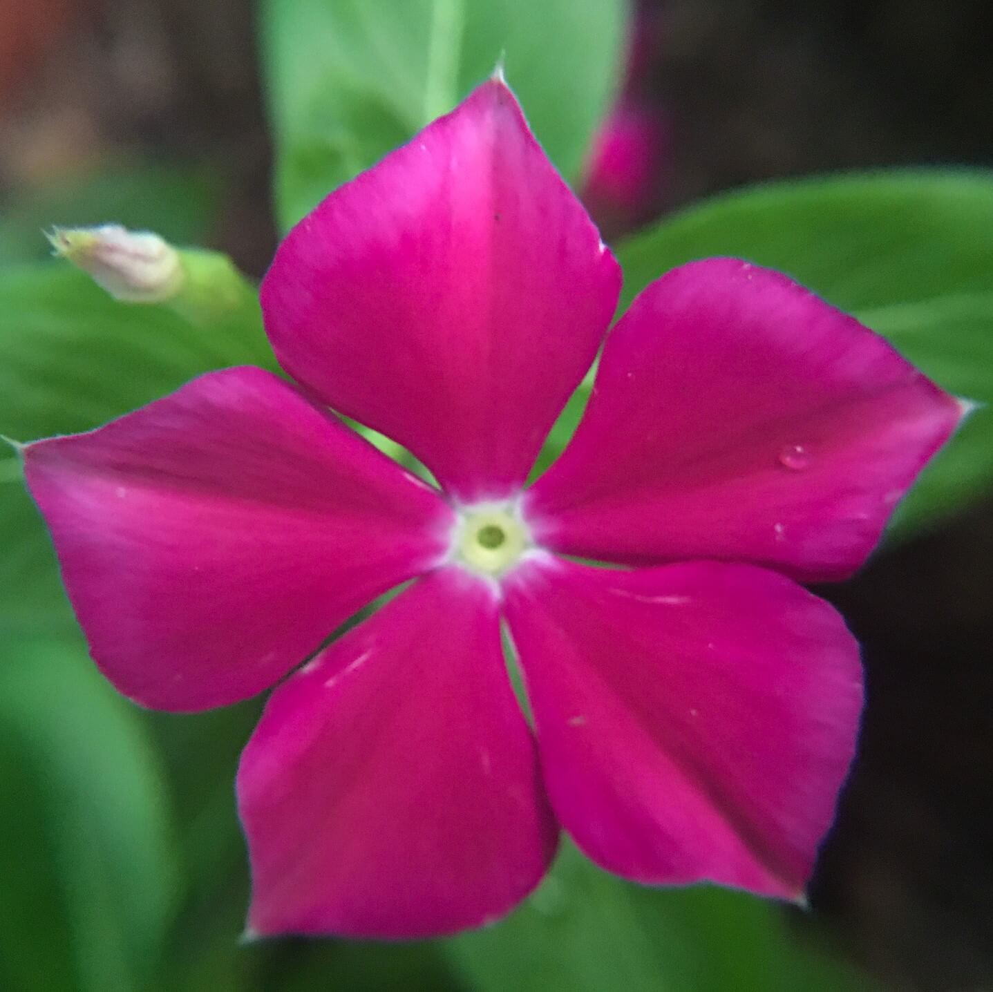 Vinca F1 Nana Rose Summer Flower Seeds