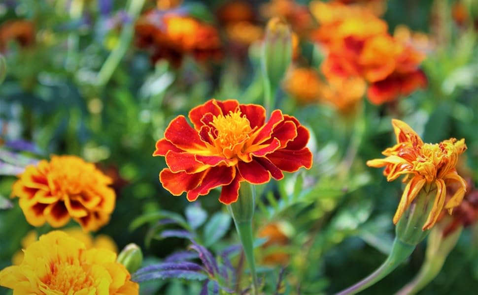 Marigold Desi Jafri Flower Seeds