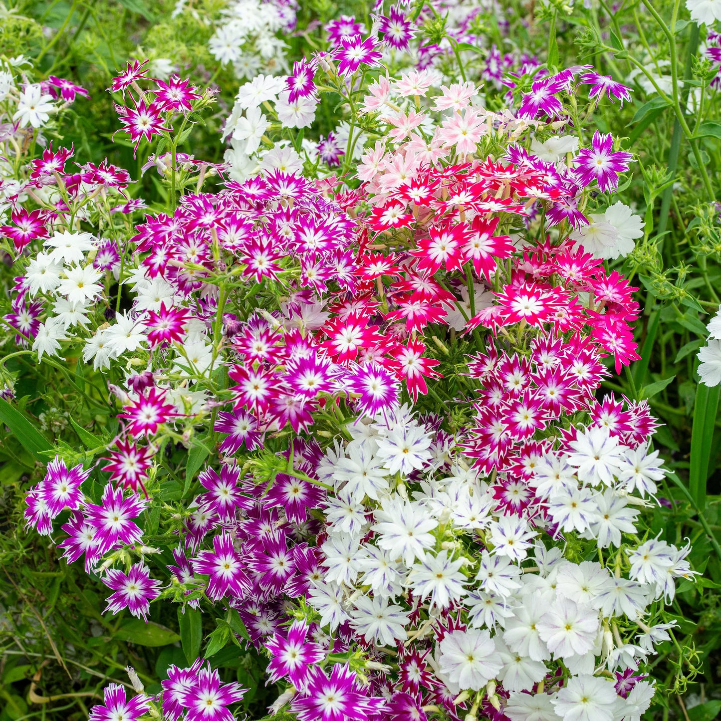 Phlox Twinkle Mixed Winter Flower Seeds