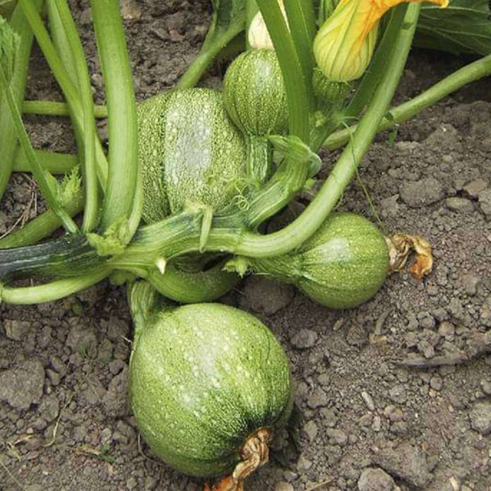 Chappan Kaddu Vegetable Seeds – High Yield, Organic Pumpkin Seeds for Your Garden